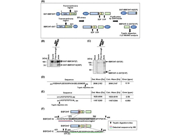Western Blot using GST FITC